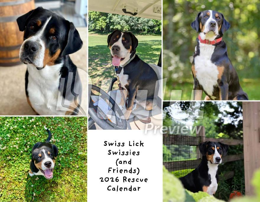 Swiss Luck Swissies Calendar